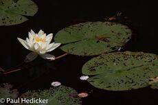 IMG 9464
