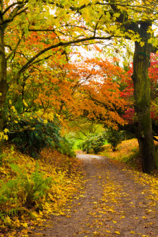 Autumn Path