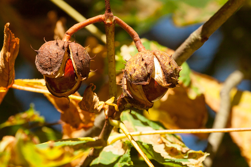 Conkers anyone