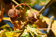 Conkers anyone