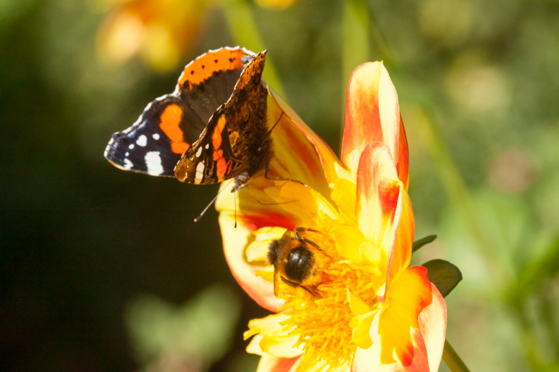 Butterfly and Bee
