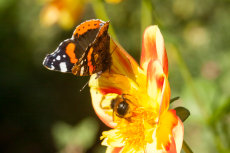 Butterfly and Bee