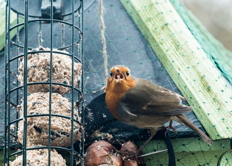 Robin on a feeder