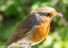 Robin-14