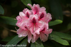 Exbury-15