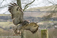 Bird of Prey-20