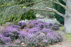 Exbury-23