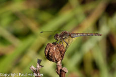 Insect-26
