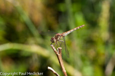 Insect-27