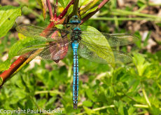 Insect-2