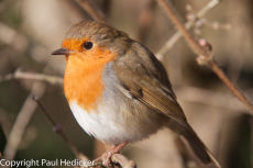 Robin-35