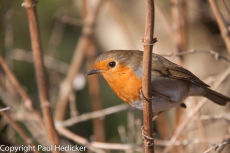 Robin-36