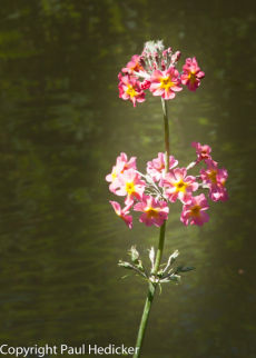 Exbury-8