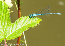 Insect-9