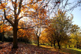 Autumn in Chapeltown Park,Sheffield.