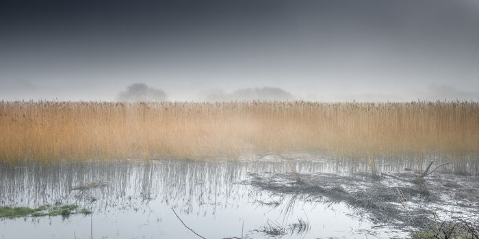 Teifi Marshes