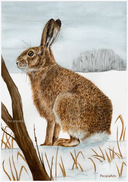 Hare In The Snow