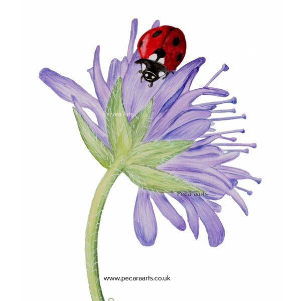 Ladybird on Cornflower
