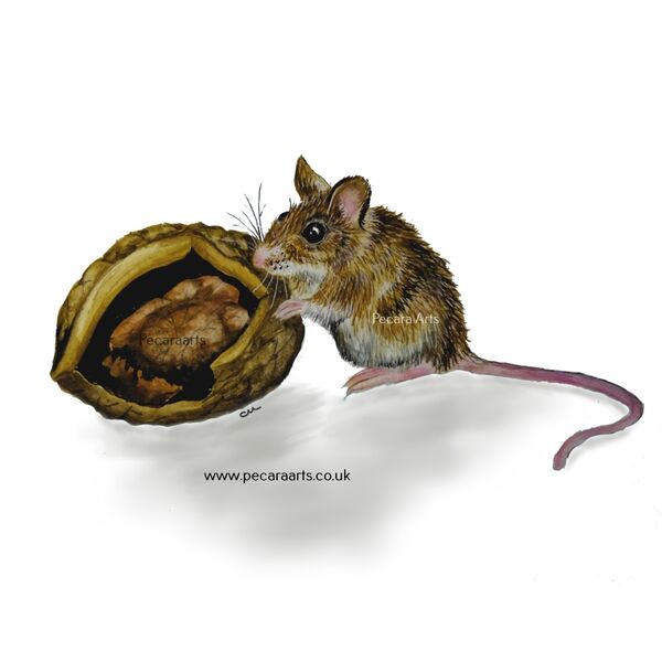 Mouse and Walnut