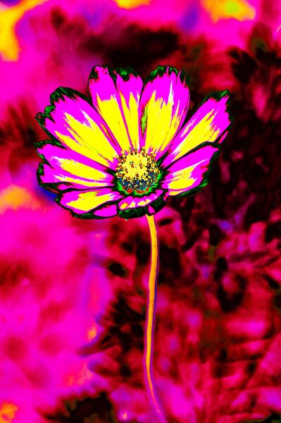 A New Light on Timeless Beauty (Picturviz)