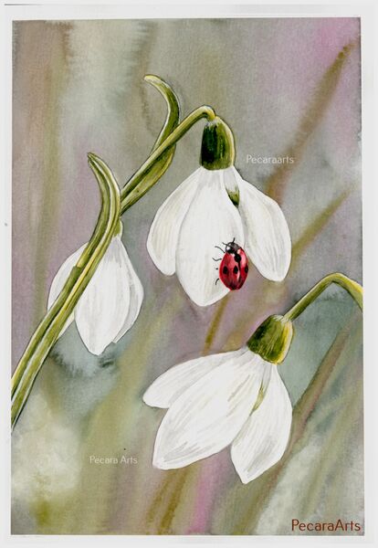 Snowdrops