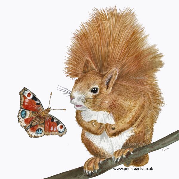 Squirrel and Butterfly