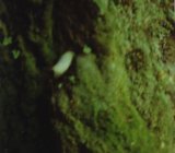 SEMIFONTE PARCO DI EREDITA’ PAESAGGISTICA di Evelien La Sud