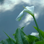 Arum Lily