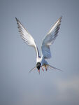 Common Tern