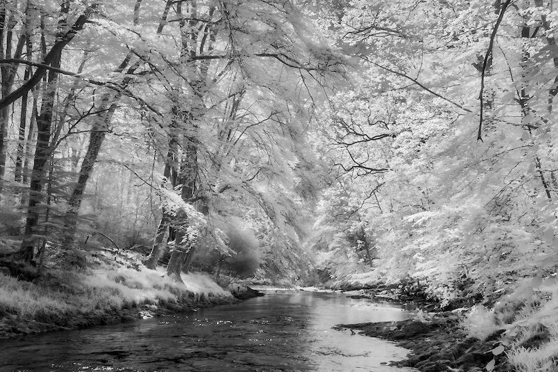 Early Summer River Dart