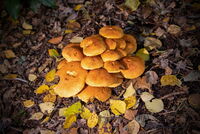 Fungi