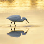 British Wildlife 2023/24