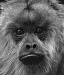 Monkey Face