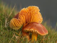 Honey Wax Cap Fungi
