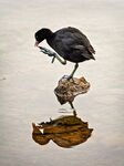 Moorhen