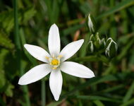 Star of Bethlehem