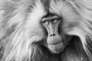 Gelada Monkey