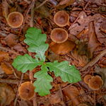 Oak Seedling