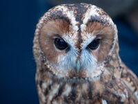 Tawny Owl