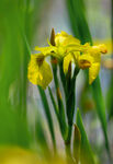 Yellow Flag Iris