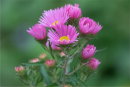 Michaelmas Daisy
