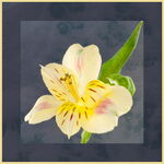 Alstroemeria