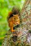 Red Squirrel