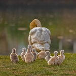 Swan and Cygnets