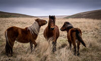 Dartmoor Ponies