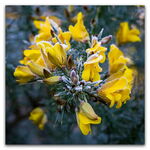 Gorse