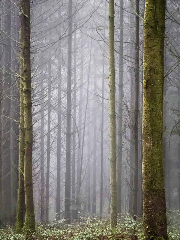 Fading into the Mist