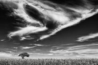Big sky little tree