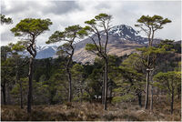 Glen Affric