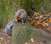 Squirrel